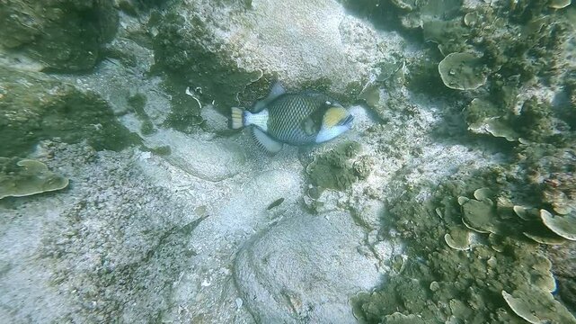 A remora (Echeneis naucrates) clings to a titan triggerfish (Balistoides viridescens) using its suction disc. The triggerfish appears disturbed by the extra weight, swimming slightly tilted.
