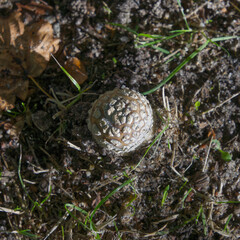 Draufsicht auf einen Pilz