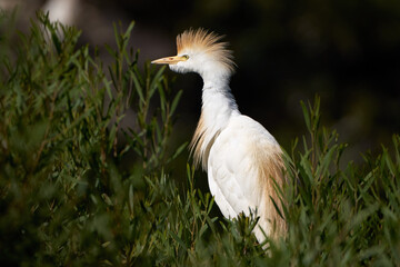 Kuhreiher (Bubulcus ibis) Prachtkleid Seitenansicht mit aufgestellten Kopffedern in einem grünen Busch - Arrecife, Lanzarote, Kanarische Inseln