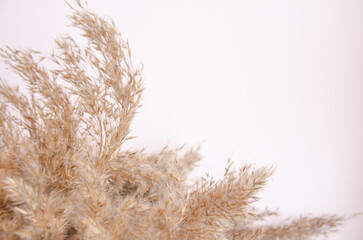 Mockup with empty dried reed grass on white background with shadow and light. Place for your logo or text. Flat lay, top view