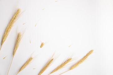 Autumn composition. Frame. Wheat ears on white background. Autumn, fall, thanksgiving day concept. Flat lay, top view.