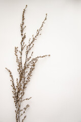 Dried wild plants isolated on light beige. Dried floristics, oshibana. Perfect for cards, invitations, floral design.