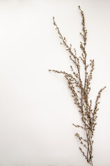 Dried wild plants isolated on light beige. Dried floristics, oshibana. Perfect for cards, invitations, floral design.