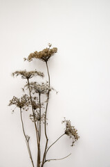 Floral composition, border. Dried pressed wildflowers and herbs isolated on white. Pressed floristics, oshibana. Cards, invitations, floral design. Natural eco concept.