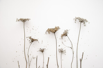 Floral composition, border. Dried pressed wildflowers and herbs isolated on white. Pressed floristics, oshibana. Cards, invitations, floral design. Natural eco concept.