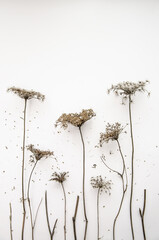 Floral composition, border. Dried pressed wildflowers and herbs isolated on white. Pressed floristics, oshibana. Cards, invitations, floral design. Natural eco concept.