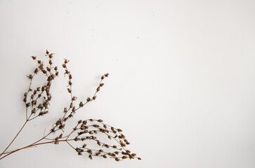 Dried wild plants isolated on light beige. Dried floristics, oshibana. Perfect for cards, invitations, floral design.