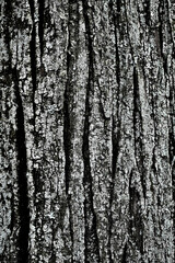 Obraz premium 苔むした樹皮