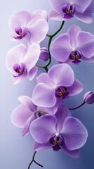 Fototapeta premium Beautiful purple orchids in soft light.