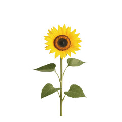 Obraz premium Bright sunflower with green leaves on a white isolated background.