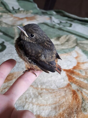 Cute small bird perched on a person's finger, indoor cozy setting