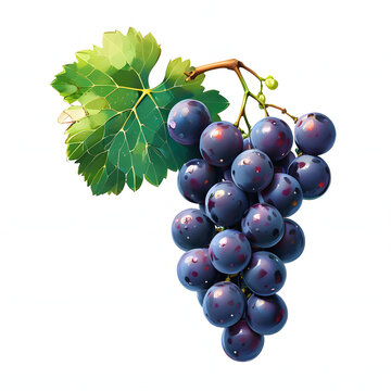 Grapes on a Vine
