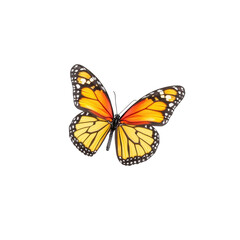 Obraz premium Colorful butterfly with orange and yellow wings, white isolated background.