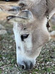 Adorable donkey eating grass