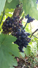 Fresh black grapes growing on vine with lush green leaves