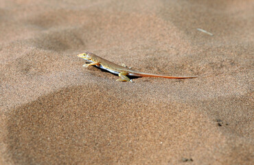 Shovel-snouted lizard, Sossusvlei Namibia

