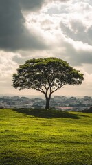 Obraz premium Solitary Tree on a Hilltop Overlooking Cityscape Under Dramatic Sky.