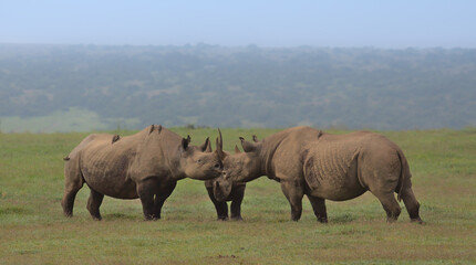 crash of black rhinos gathering with their horns touching in the wild plains of solio game reserve, kenya