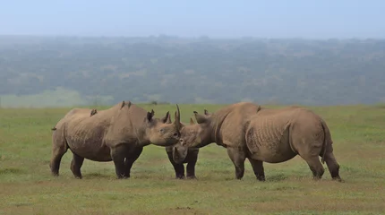 Gardinen Nashorn crash of black rhinos gathering with their horns touching in the wild plains of solio game reserve, kenya  © Nirav Shah