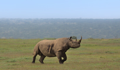 Fototapeta premium side view of lone black rhino calf trotting in the wild savannah of solio game reserve, kenya