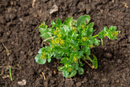 Common winter cress yellow flowers