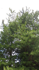 Obraz premium Green pine tree with bright foliage against the sky background