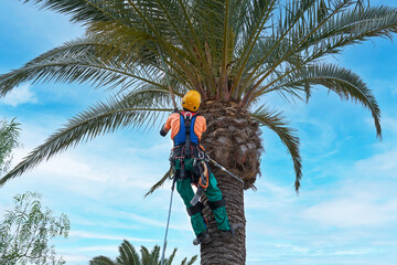 Gesicherter Baumpfleger in Schutzkleidung bei der Arbeit auf einer hohen Palme - Nahaufnahme von...