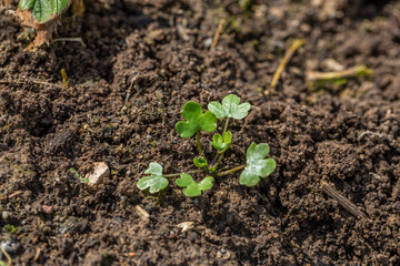 young seedling of meadow clover in the garden