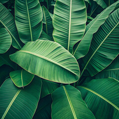 Obraz premium beautiful leaf background