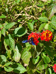 Large male Violet Carpenter Bee, Xylocopa violacea, feeding from orange lantana flowers.