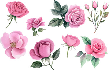 watercolor set of roses vector illustration