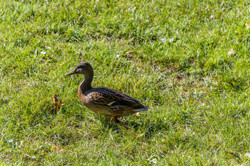 A female mallard duck walking around the Otocec pond.