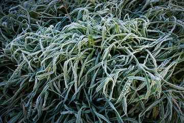 Meadow with grass with frost in the morning