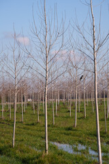 Obraz premium Tainate, village near Gaggiano and Noviglio in Milan province, Italy