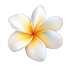 Fototapeta premium Plumeria Blossom in White and Yellow, intricate details, vibrant colors, ideal for design projects, floral themes, or digital art.