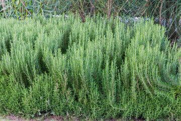 Rosemary bushes against other plants outdoors in overcast day