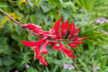 Erythrina herbacea branch with red tubular flowers at overcast weather
