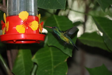 Colibrí brillando en todo su esplendor