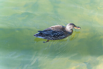 Duck on the Krka River, near the famous medieval castle Otocec in Slovenia.