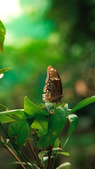 Tropical Butterfly Resting on a Green Leaf