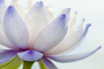 Fototapeta premium Close-up view of a white water lily with purple petal tips, in white background.