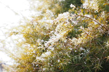 雪の積もった木々　冬の景色