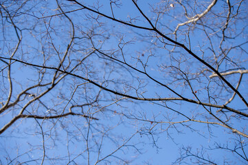 冬の青空に伸びる葉の落ちた枝