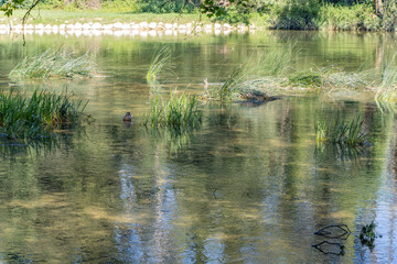 Ducks on the Krka River, near the famous medieval castle Otocec in Slovenia.