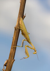 Closeup of Green praying mantis walks along tree branch and blue sky background. European mantis (Mantis religiosa)