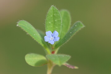 Flower and leaves of Melanortocarya obtusifolia (Bluish Nonea or Blue Nonea) 