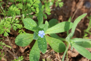 Flower and leaves of Melanortocarya obtusifolia (Bluish Nonea or Blue Nonea) 