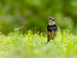 草原に降りて周りを見渡しているツグミ