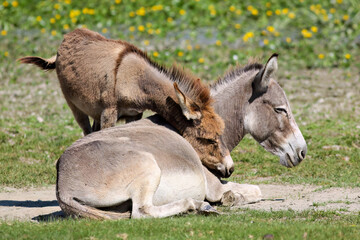 Tenderness and love of a baby donkey for its mother.