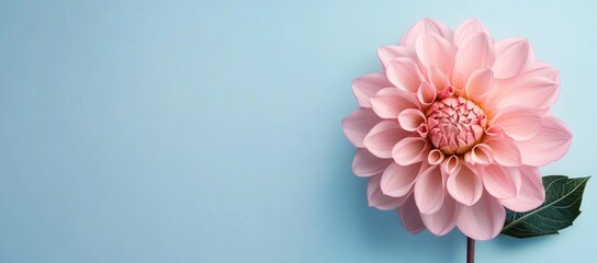 Pink Dahlia Bloom on Light Blue Background
